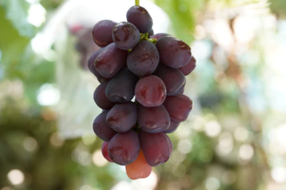 ◯ 山梨県産　富士の輝き　スカーレット　我が道マイハート2kg 2024-03-21_7.28.57_1200x1200.