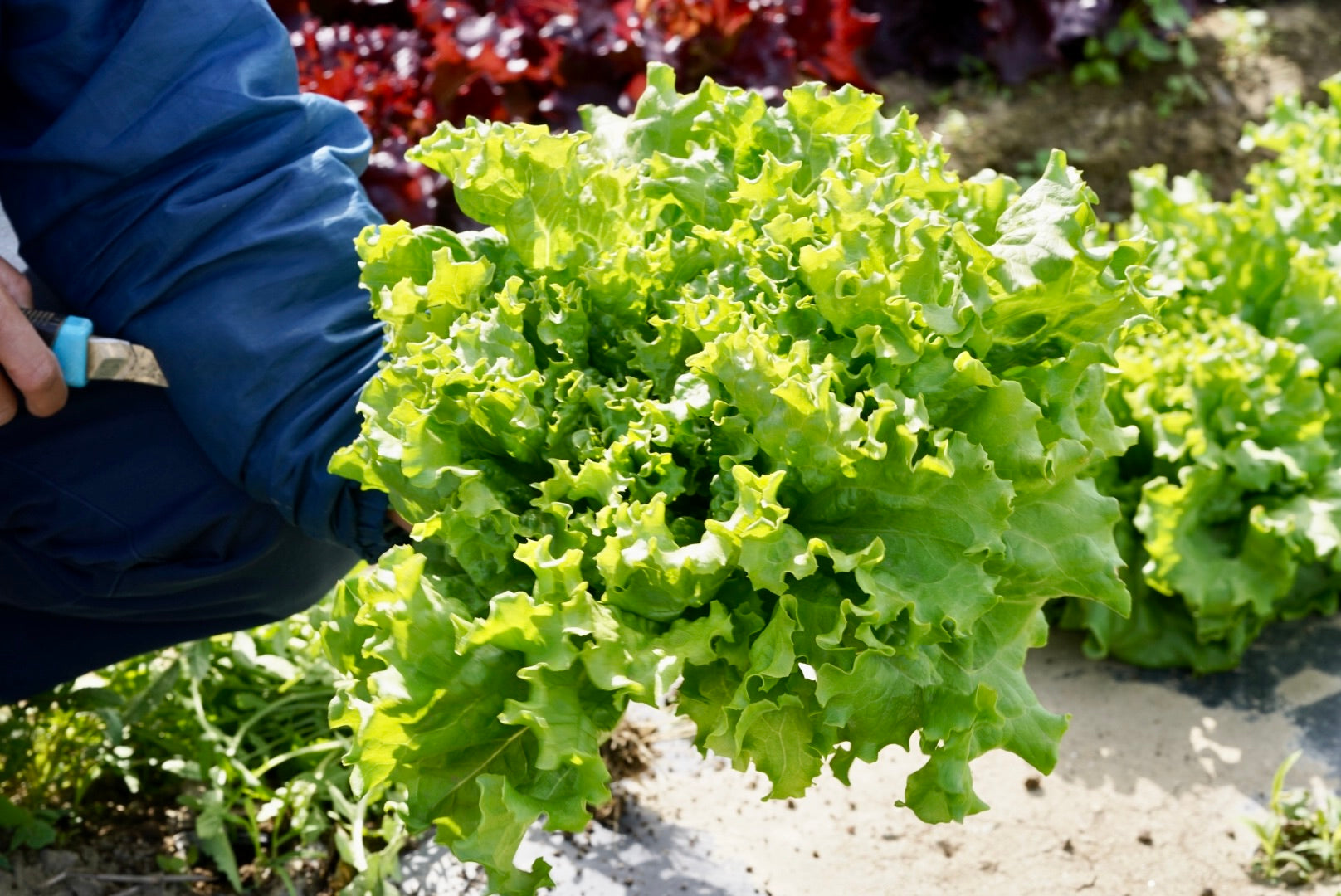 Inakakara Farm to Table 山梨県 甲府市特産 とうもろこし