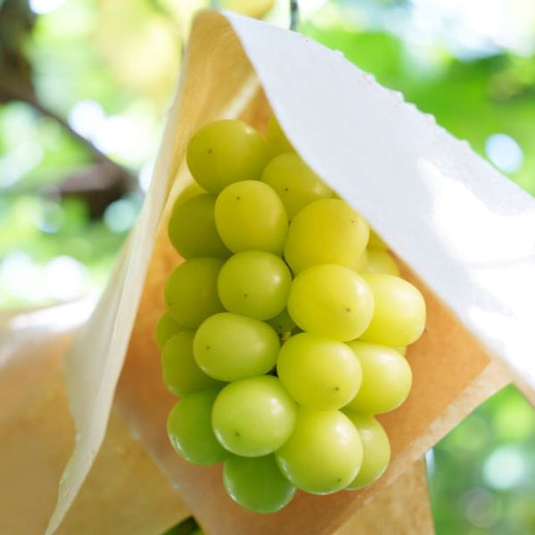 マスカット 9月中旬から発送】農林水産大臣賞受賞農園・荻野さんのマスカ