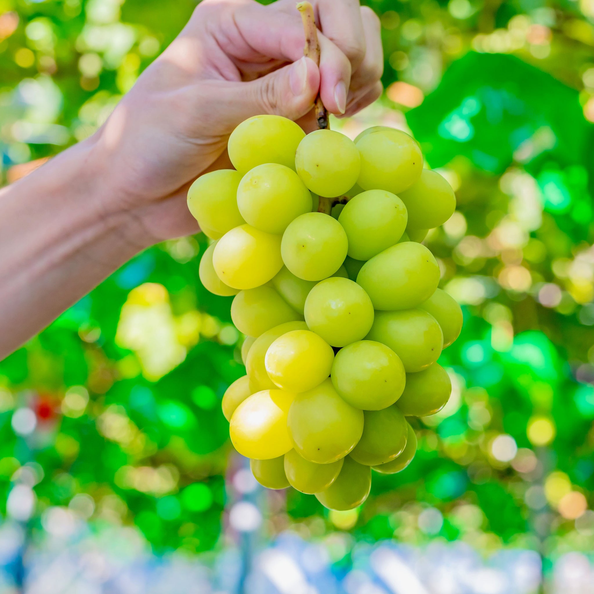 学マス当選品　補修組セット　サントリー 9月中旬から発送】農林水産大臣賞受賞農園・荻野さんのマスカ
