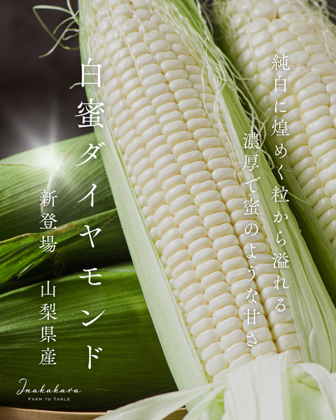 2026年6月発送】まるでスイーツの口どけ「白蜜ダイヤモンド」｜山梨の