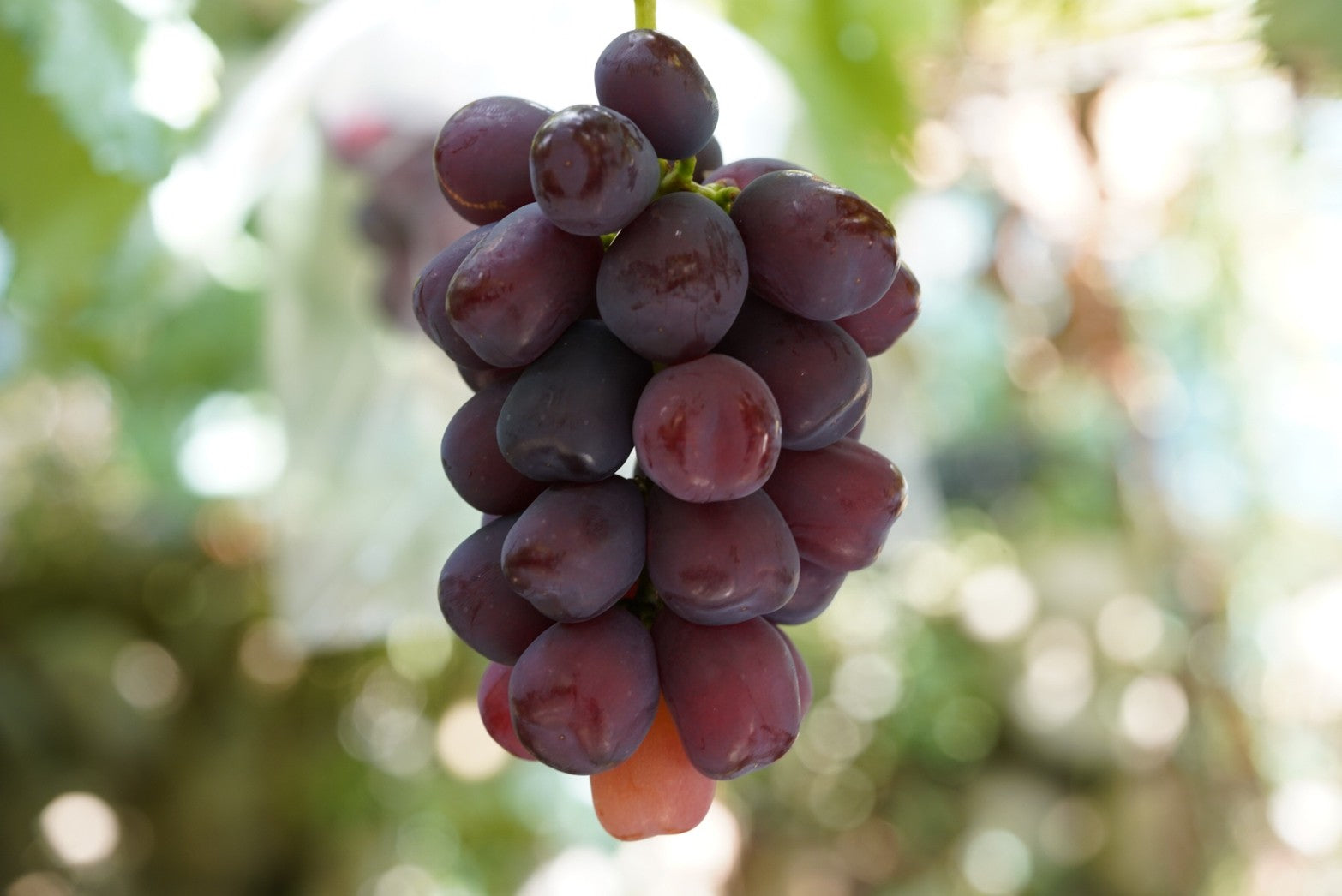 山梨県産 富士の輝き サンシャインレッド ナガノパープル 我が道