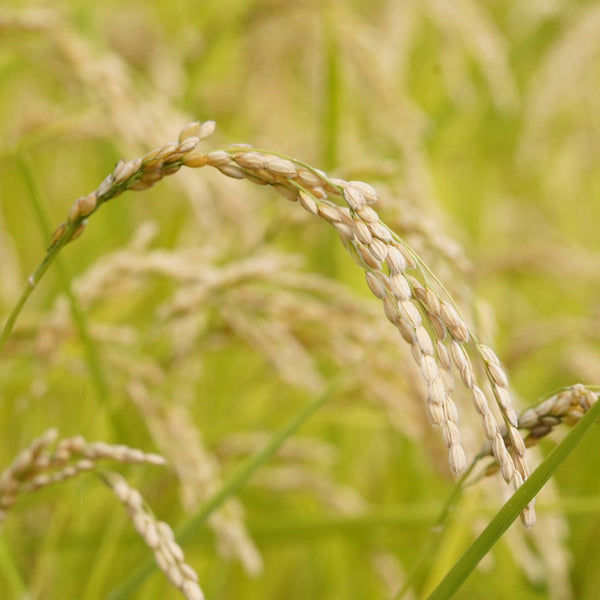 山採り天然　ツリバナ　11 2025年新米】八ヶ岳南麓の自然農法米「天空鼓動」5kg~ l 八農舎 x