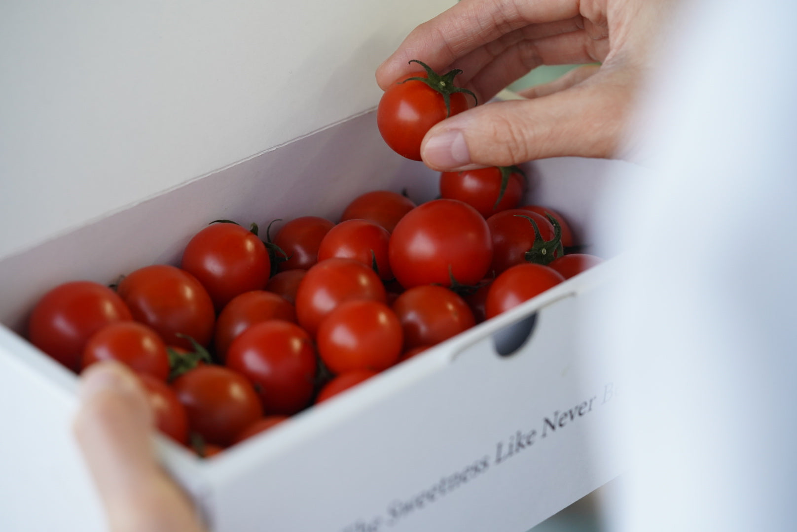 フルーツトマト｜山梨県の産地直送ならInakakara（イナカカラ）