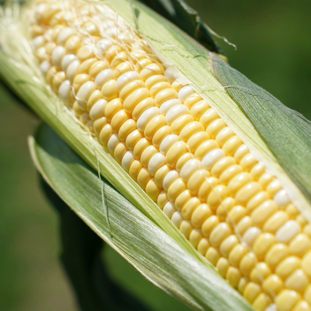 朝採りとうもろこし – Inakakara