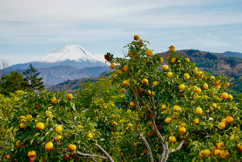 富士を望む「穂積の柚子」