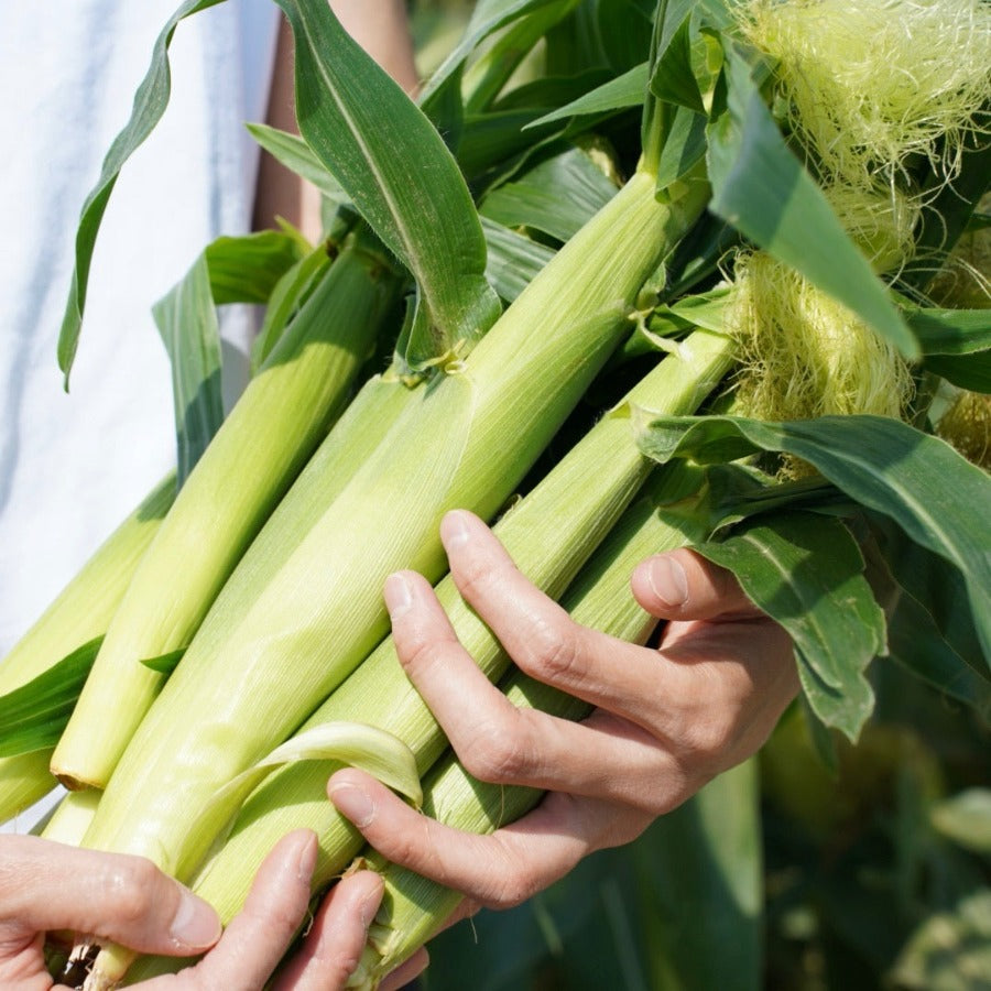 とうもろこし – Inakakara